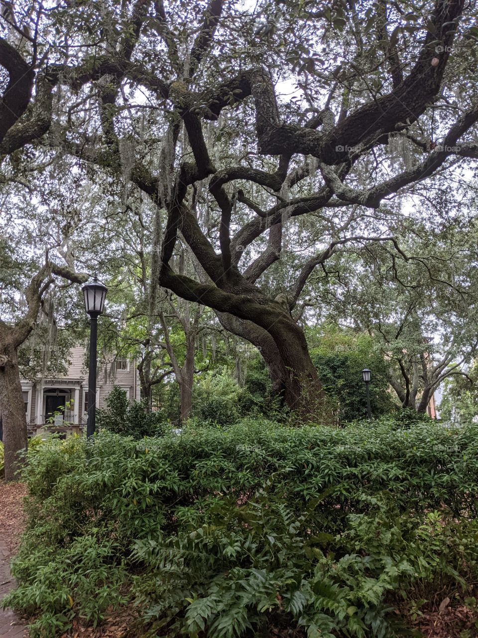 beautiful tree in a park