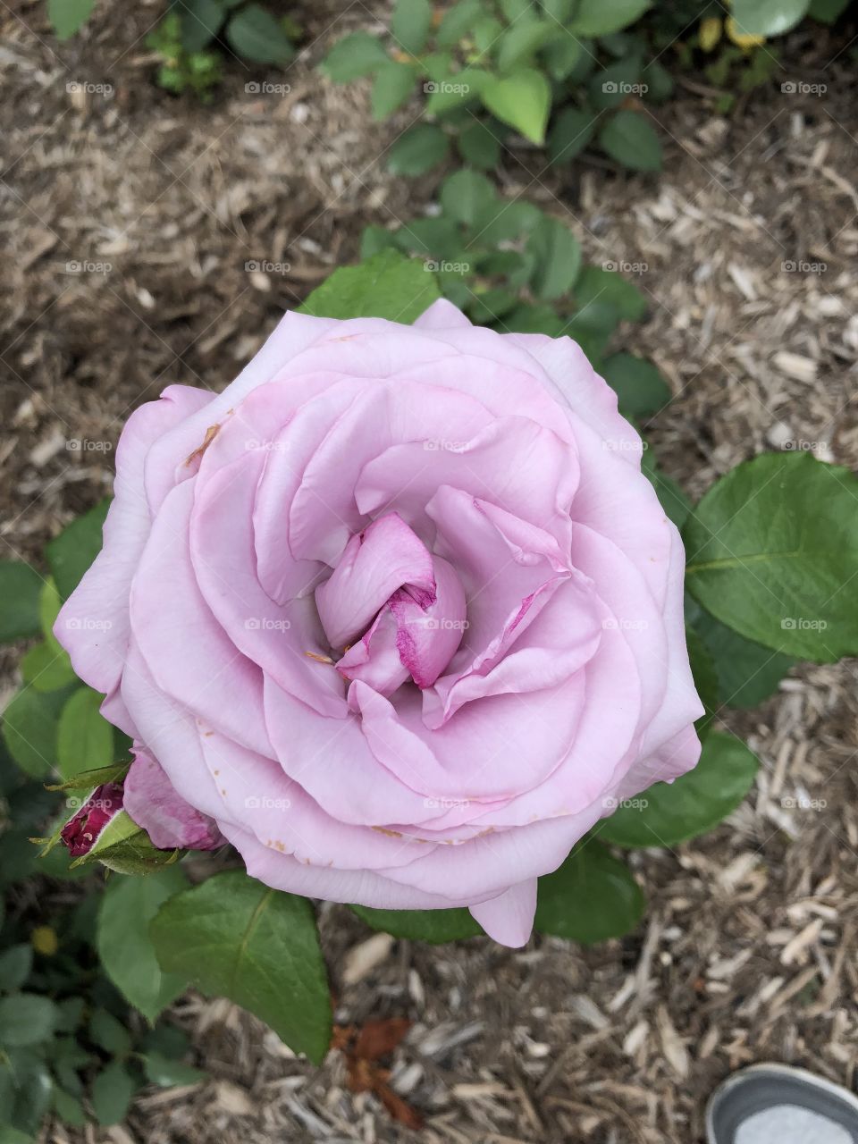 A lovely purple pastel colored flower. Picture taken at the rose garden in Colonial Park in Somerset, NJ. 