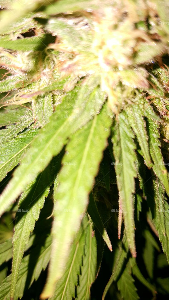 Leaf, Flora, Nature, Closeup, Growth