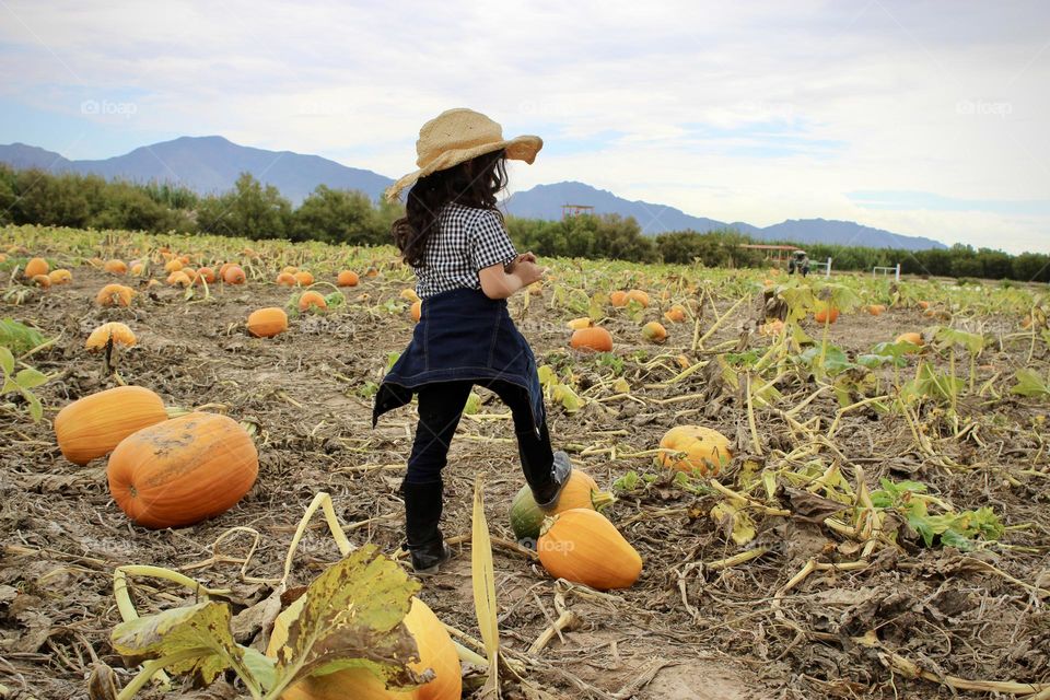 Pumpkin Patch 