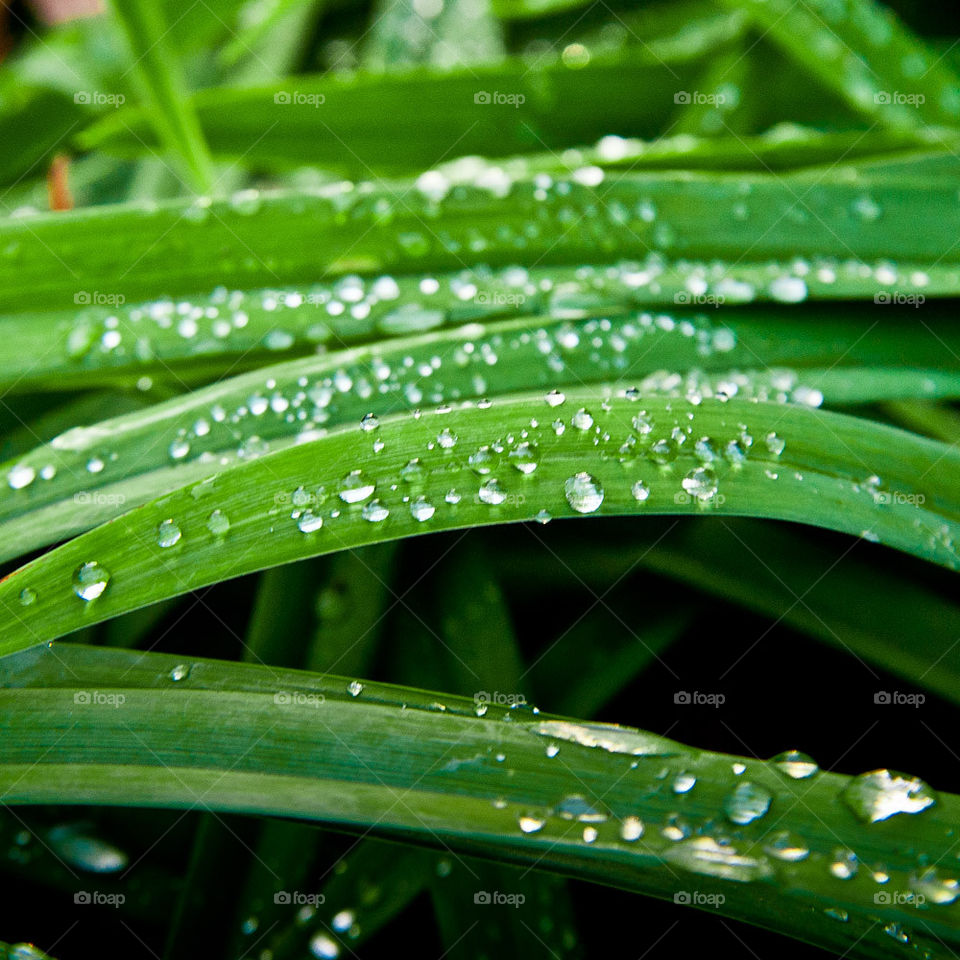 green garden nature water by bratmarx