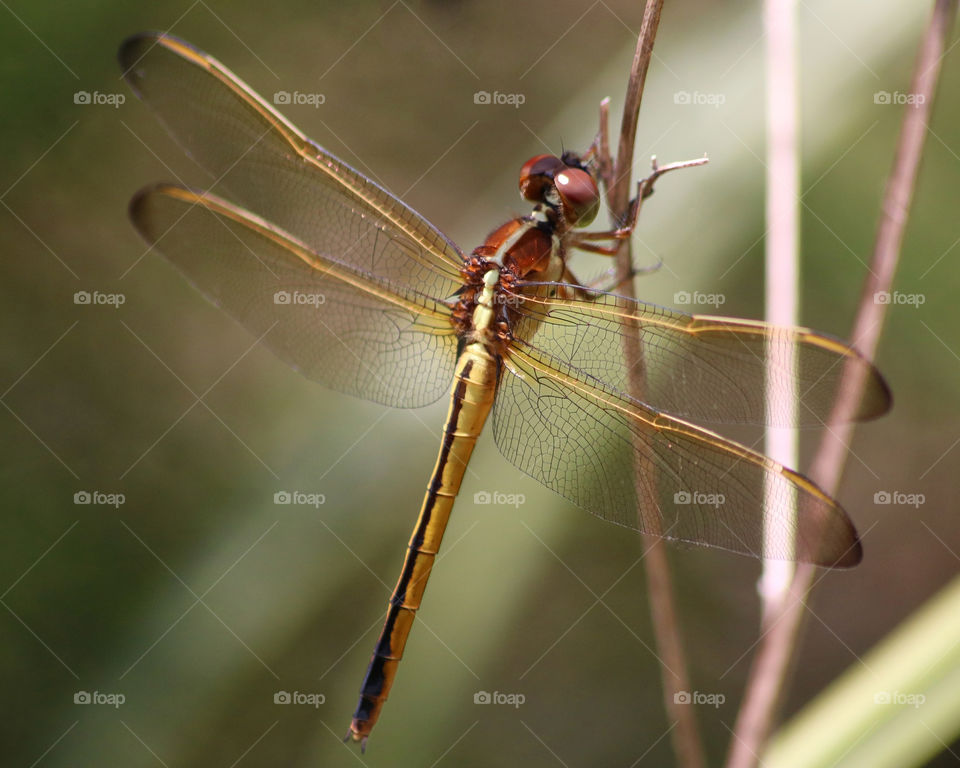 Needham's skimmer dragonfly wingspan