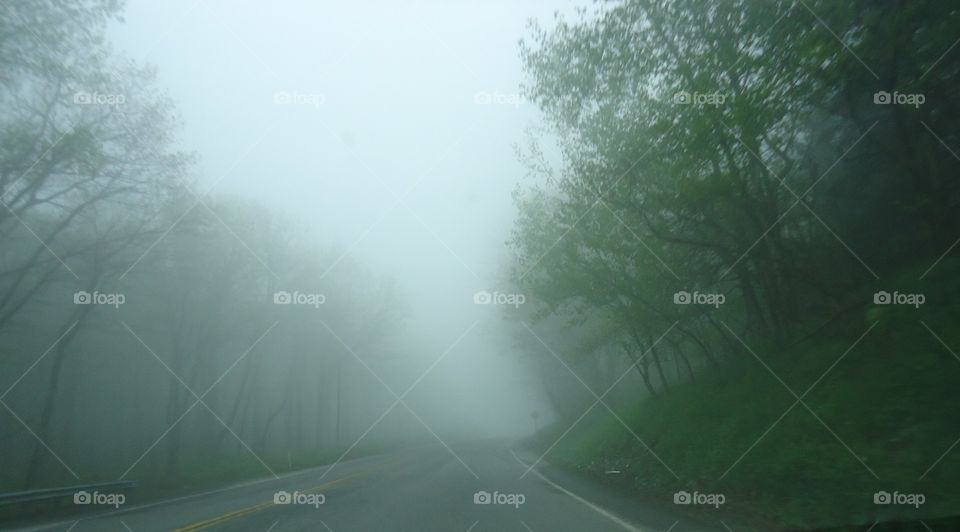 Fog, Mist, Landscape, No Person, Tree