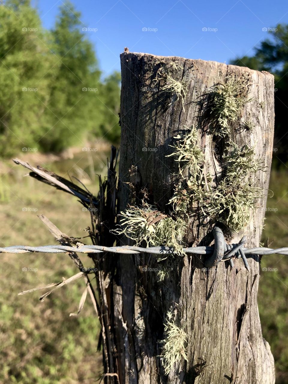 Closeup of a moss- covered post and it’s barbed wire doing its job, with the blue sky showing it off 💙