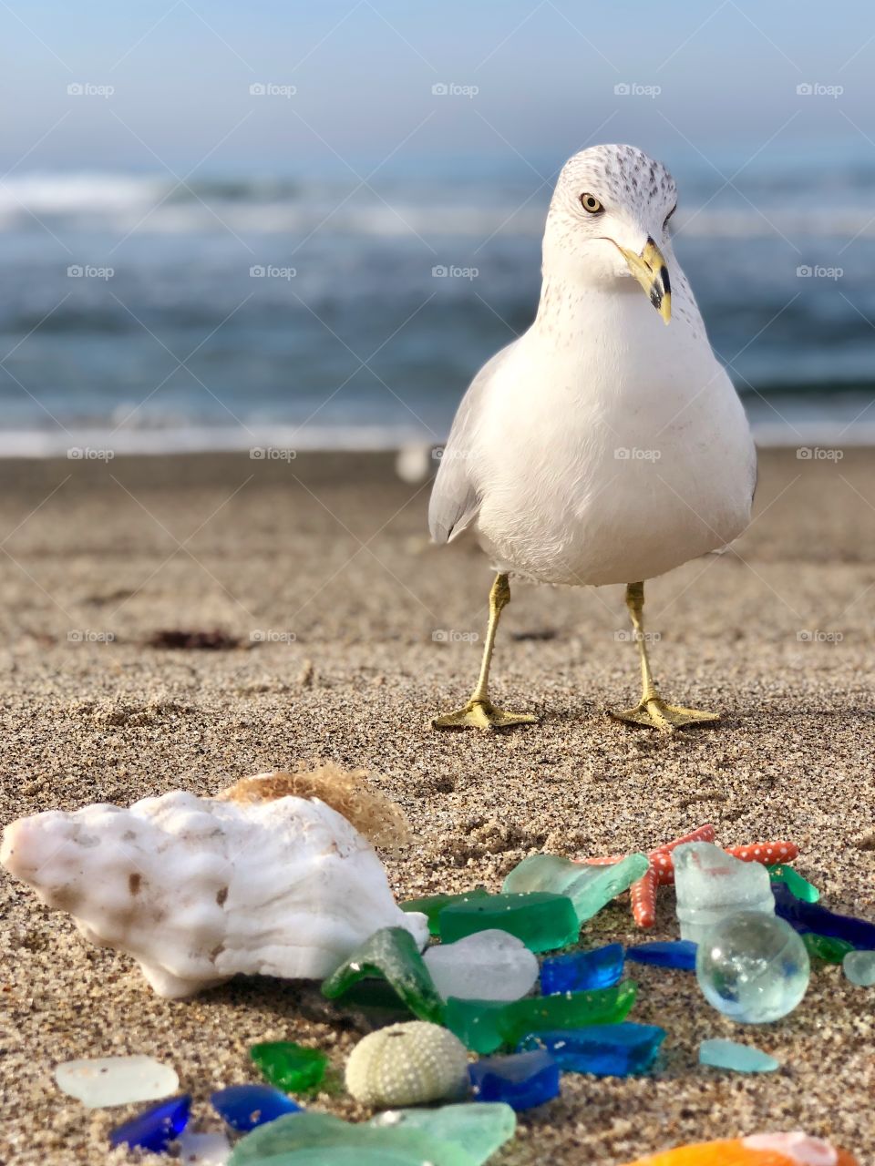 Foap Mission Color Love! Seagull In Love With The Colorful Beach Glass!