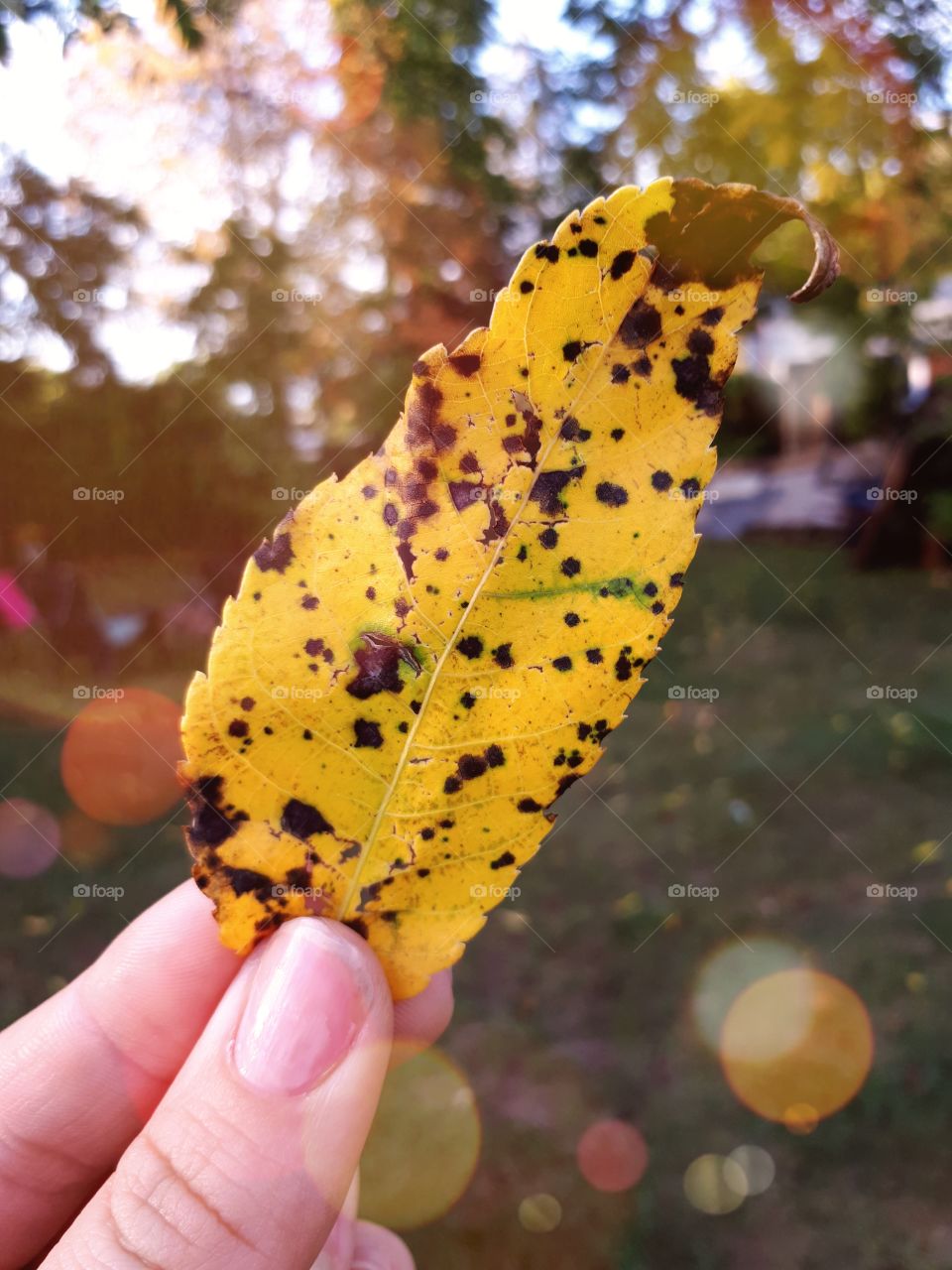 a single fall leaf