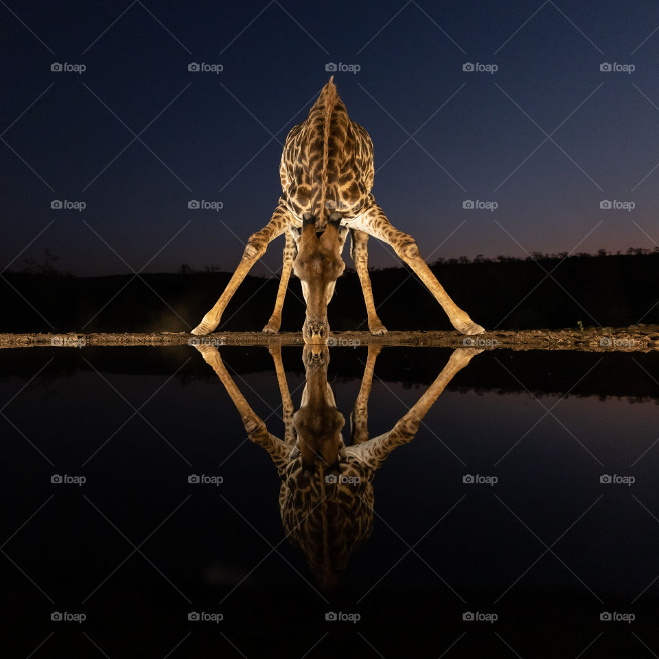 Giraffe drinking water - reflection 