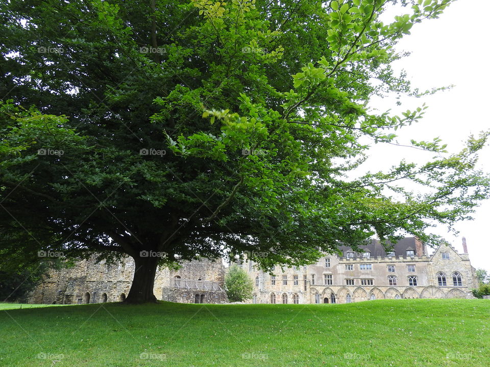 Hermoso árbol en Battle