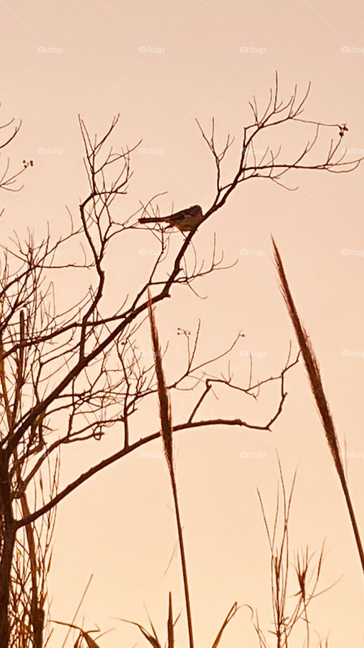 Trees along the Lake Bed are leafless. Cat Tail Zreeds are dry brown and no fit left due Cold Wet Weather. 