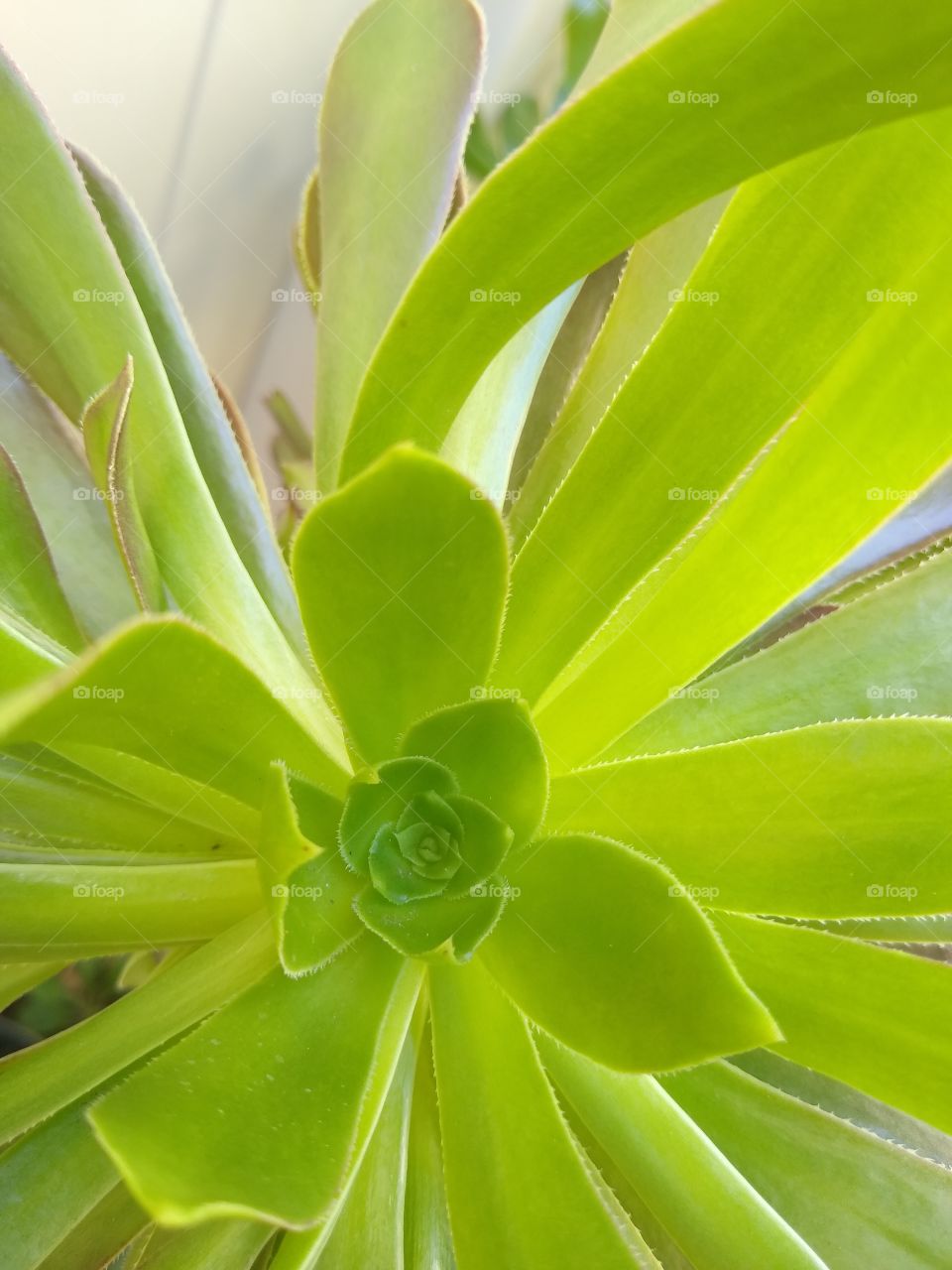 aeonium