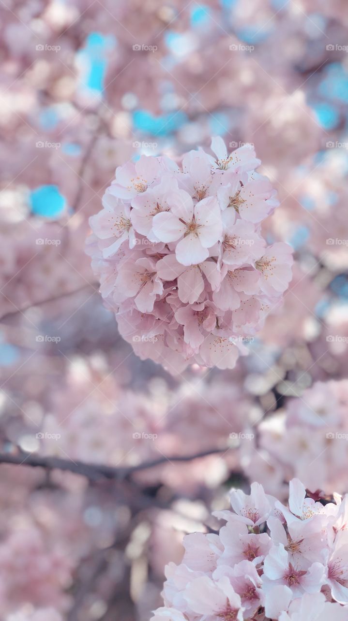 Cherry Blossom in Washington D.C @2018