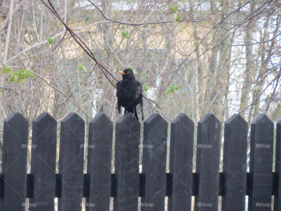 A blackbird on a fence