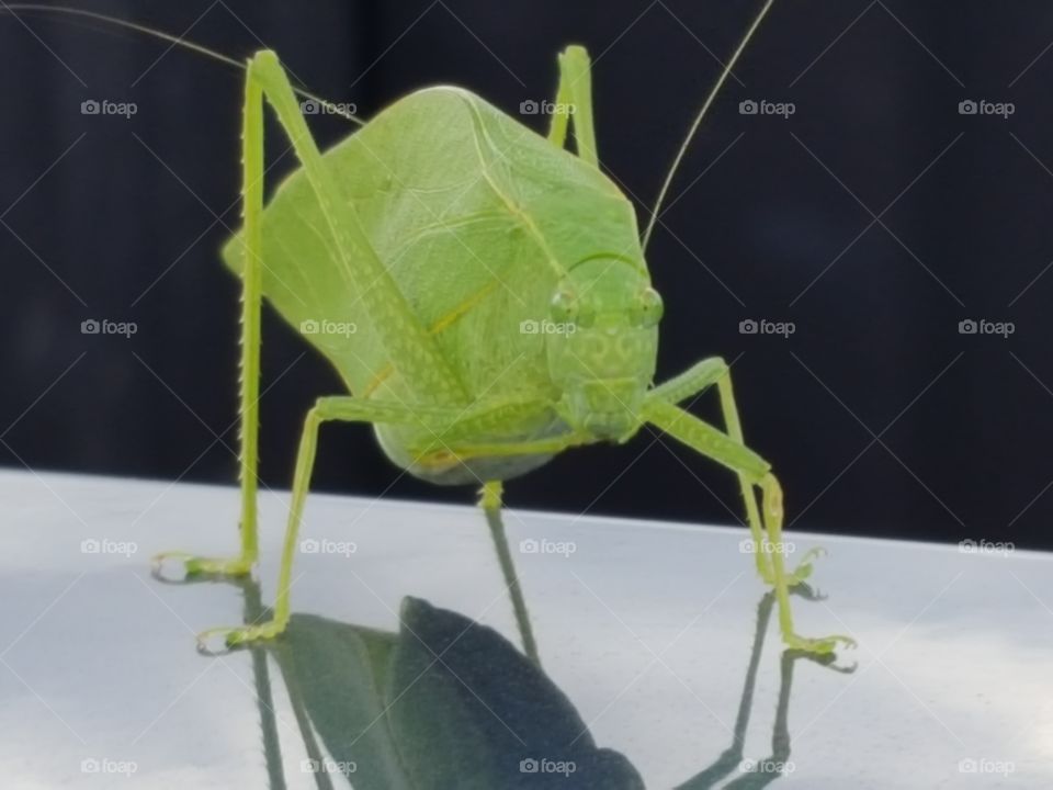Green bug