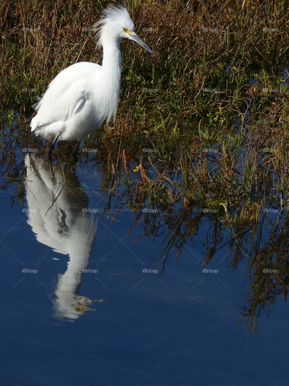 Snowy egret in water