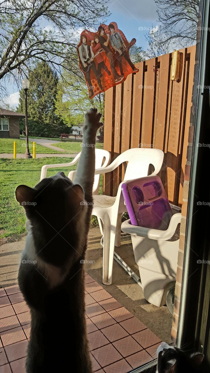 cat playing with window cling