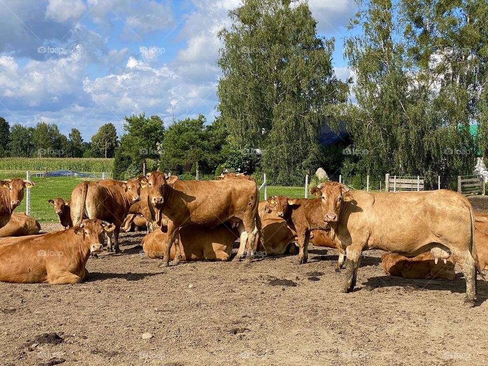 Cute brown cows standing in a field, farm, farms, farm animals, agriculture