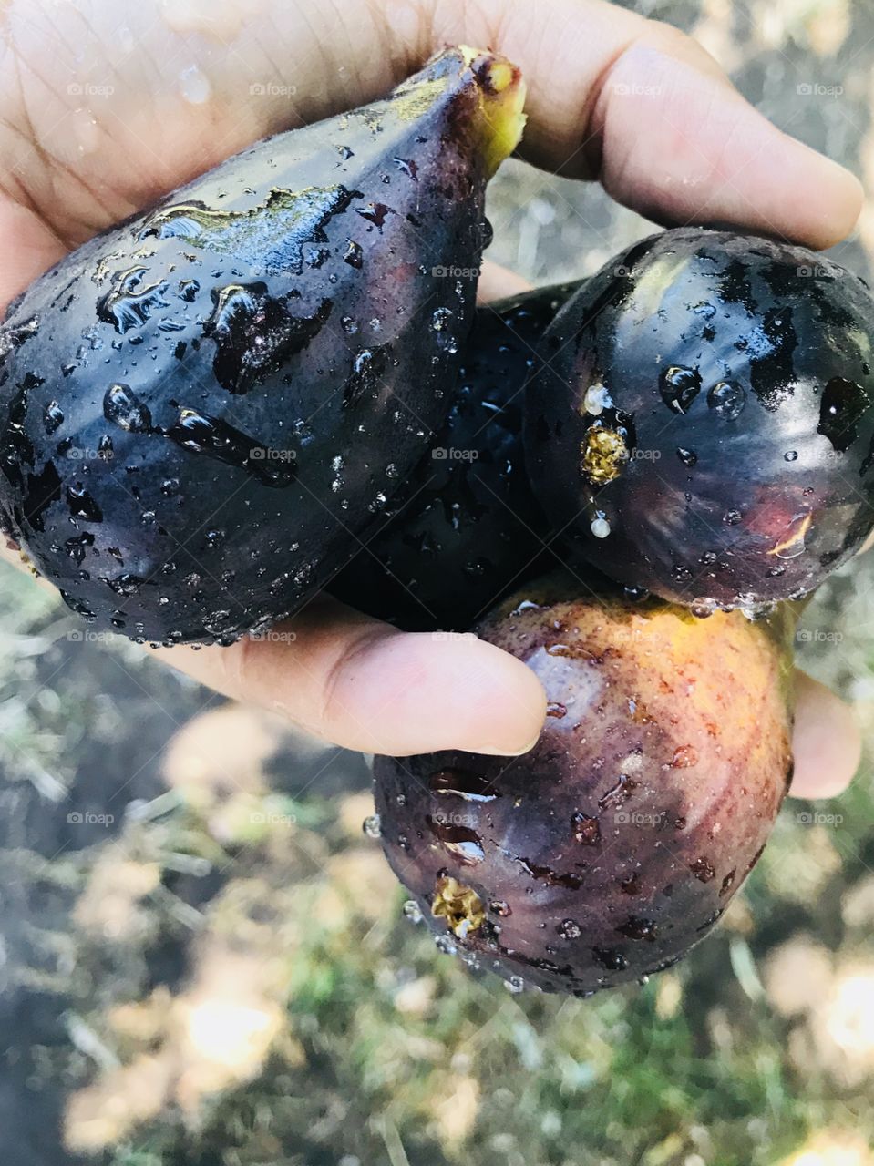 Wet and fresh organic fig from grandpa’s backyard 