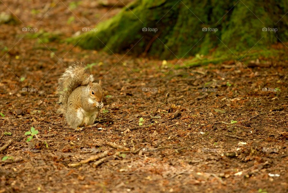 Grey squirrel on ground