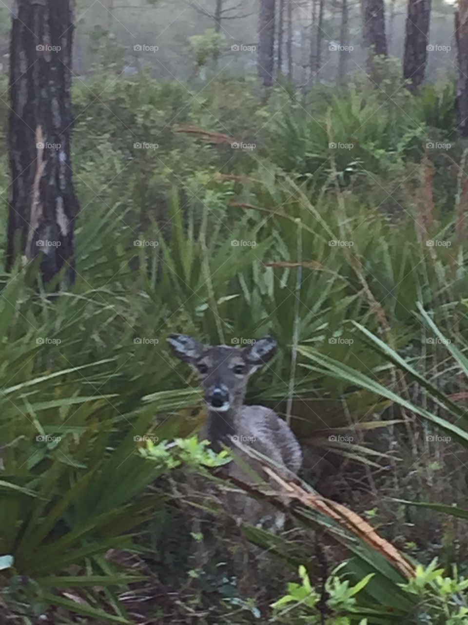 Baby deer. Young deer in the woods 