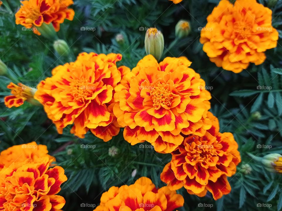 Marigold flowers.