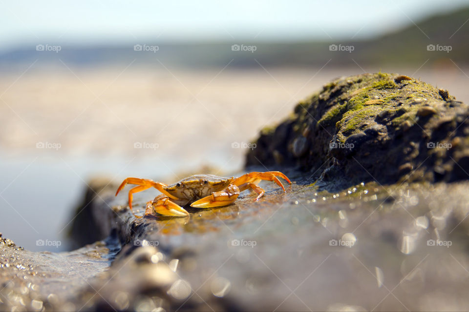 Sea crab on wet rock