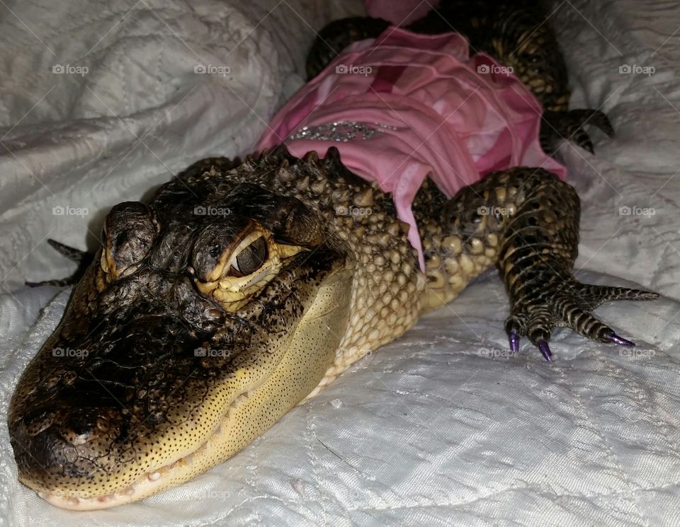 LillyGator