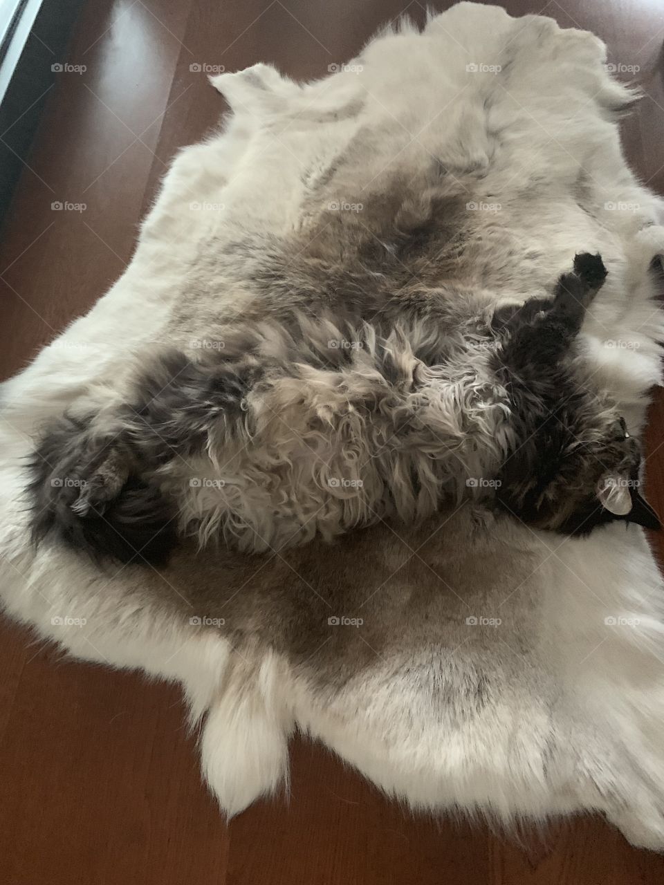 Lazy cat enjoying reindeer carpet in cold winter day...!