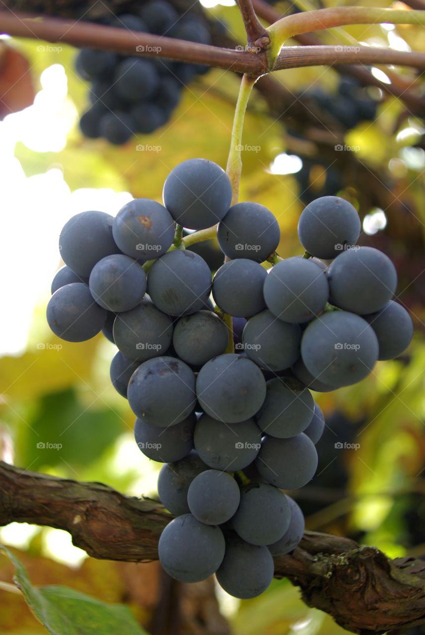 Close-up of a hanging grapes on the tree