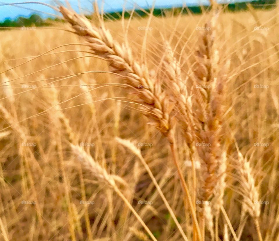 Golden Field