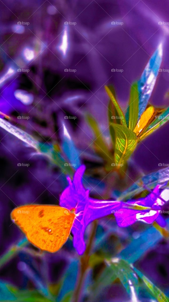 a colorful interpretation of yellow butterfly snacking off of mexican heather