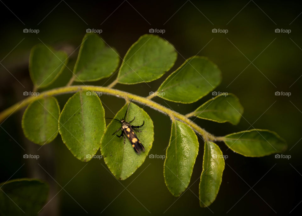 insect on green leaf