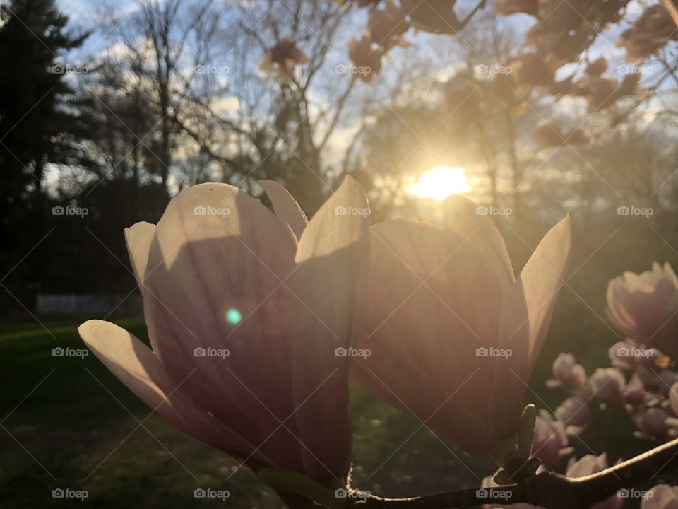 Really pretty flower from a tree