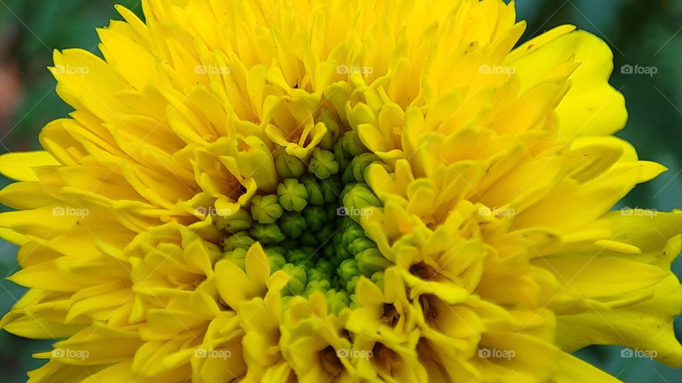 beautiful yellow flower has some amazing patterns