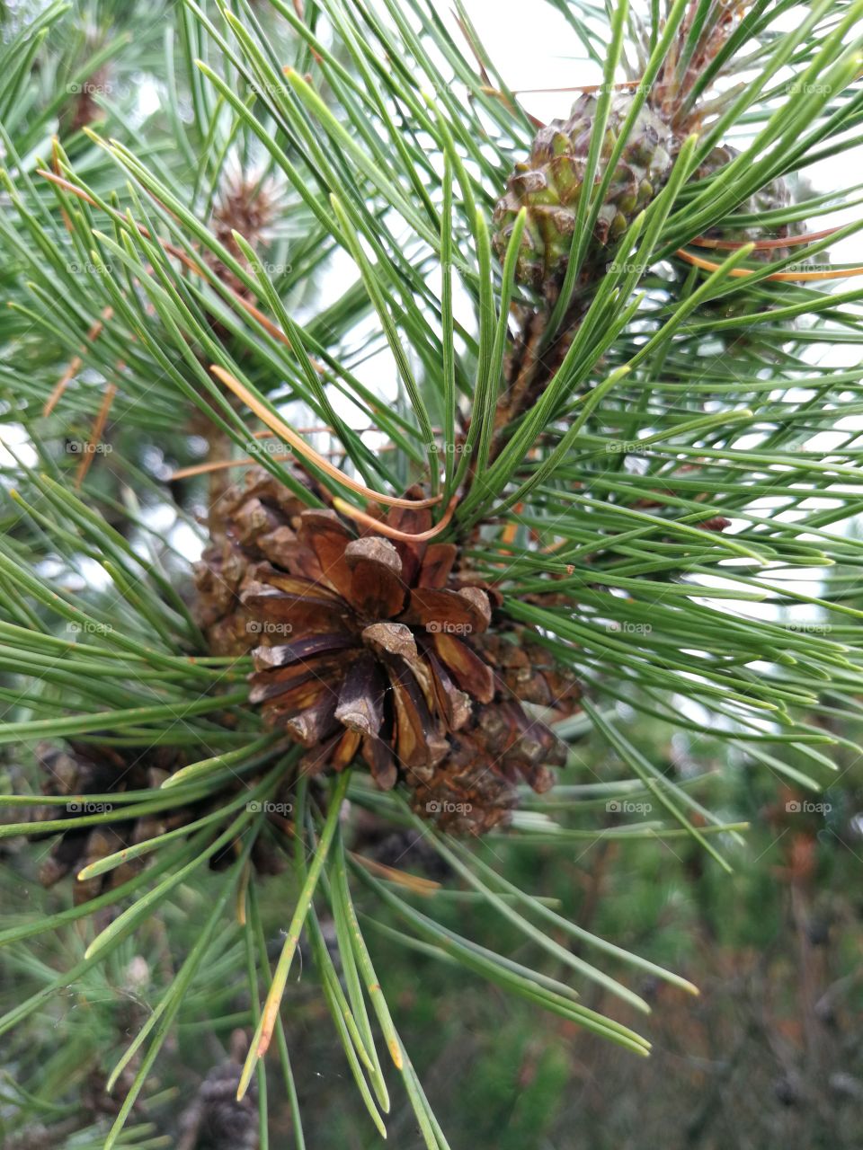 Pine Cones 2