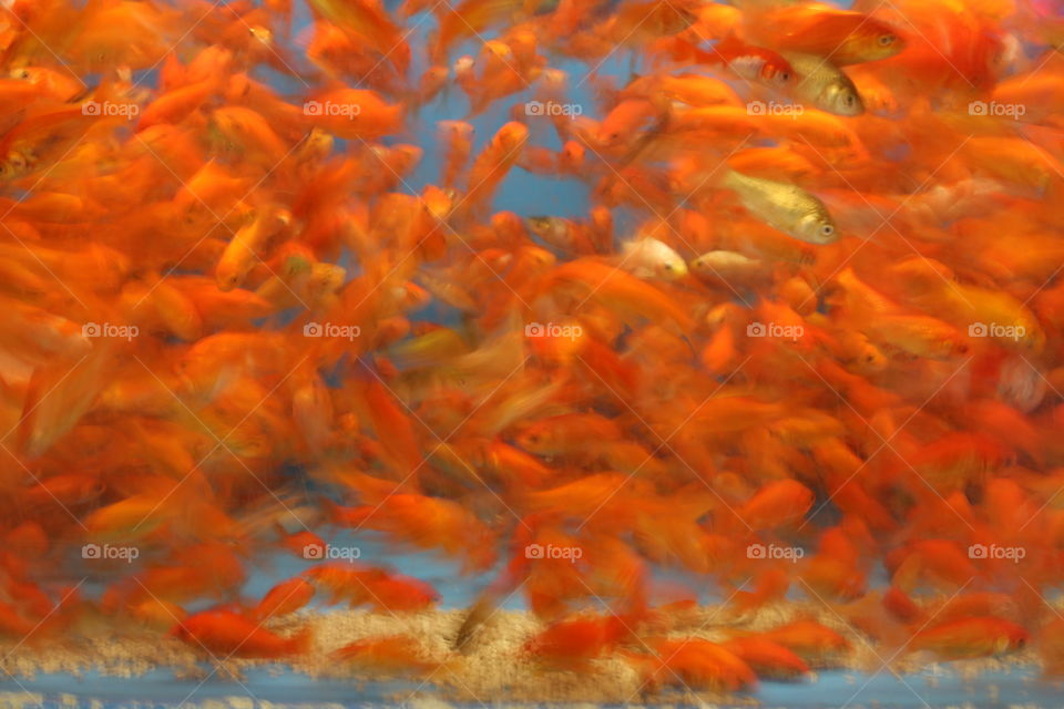 Long-exposure photo of goldfish