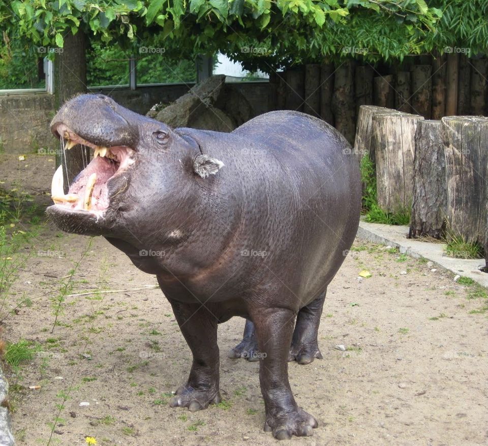 Happy hippo in Tallin Zoo @Estonia