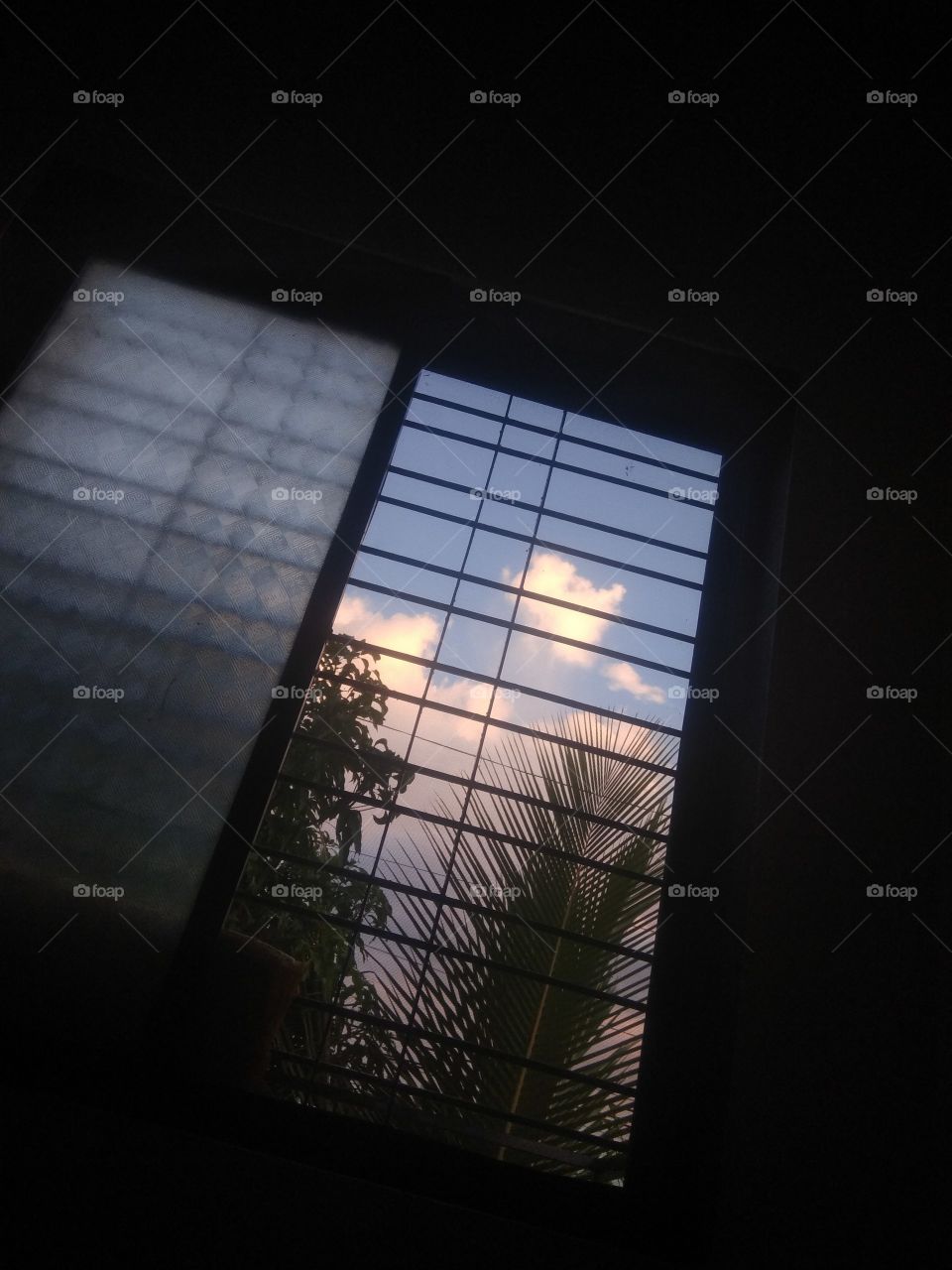 Portrait of plant!! Coconut tree!😍🌴