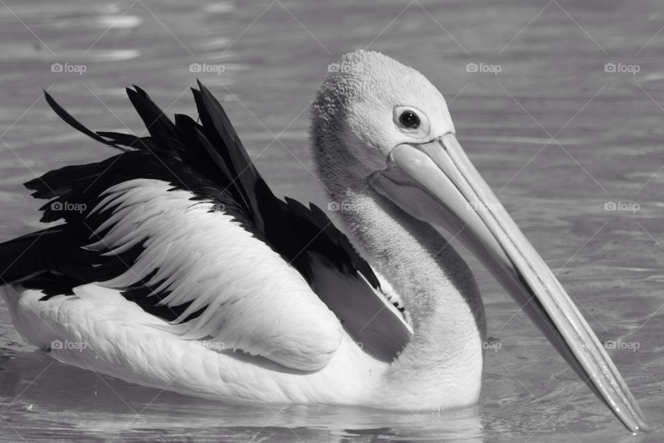 white black birds water by kshapley