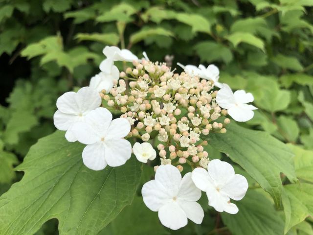 Nature Photo of Flowers