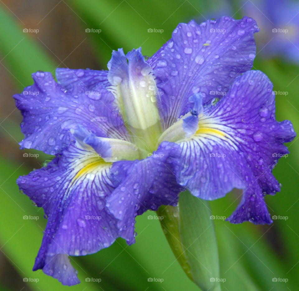 purple flower iris louisiana iris purple iris by lightanddrawing