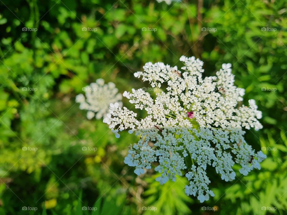 Queen Anne's Lace