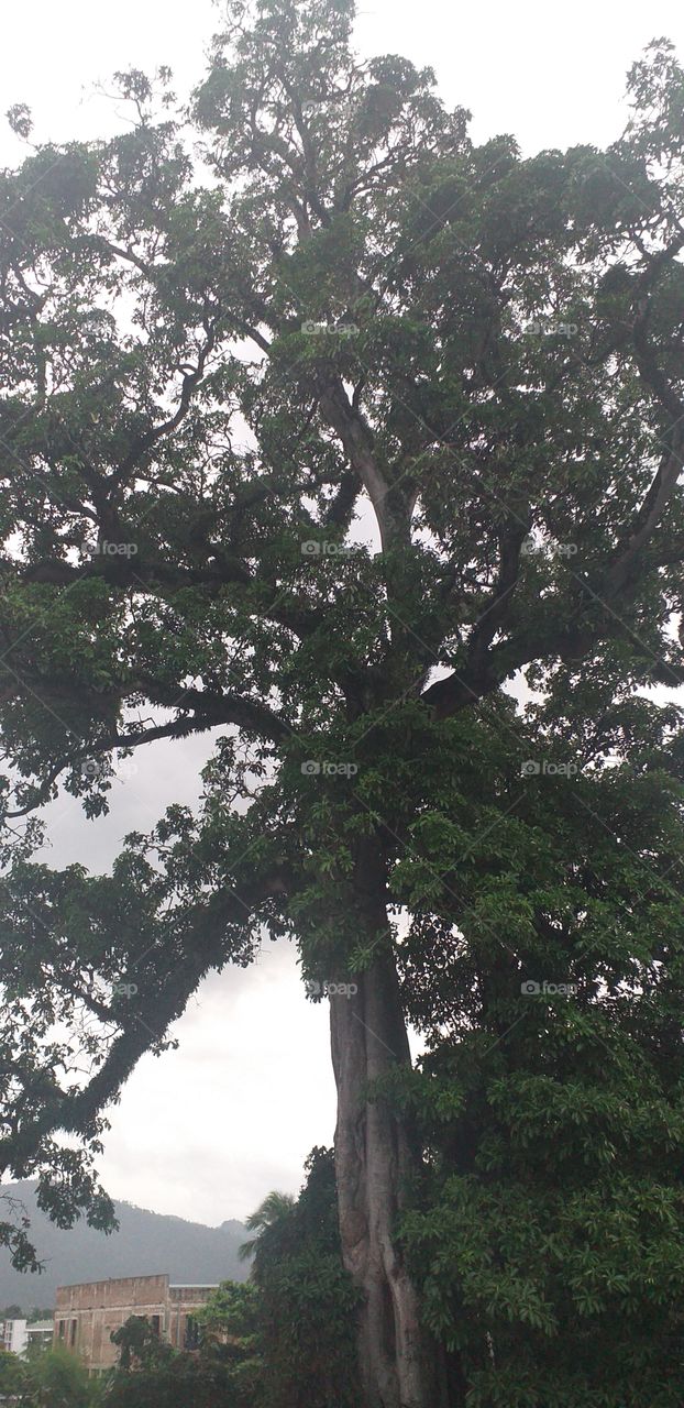 wonderful giant tree