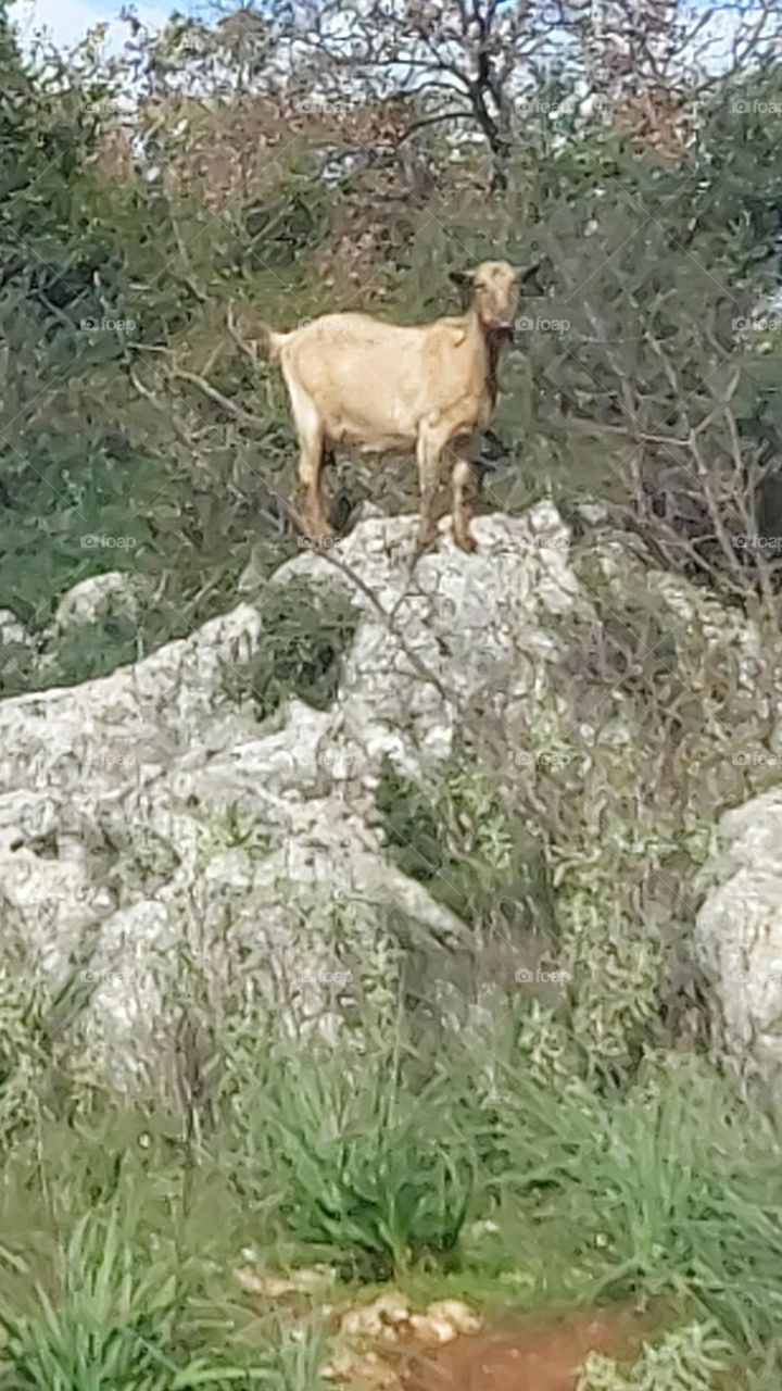 crete goat