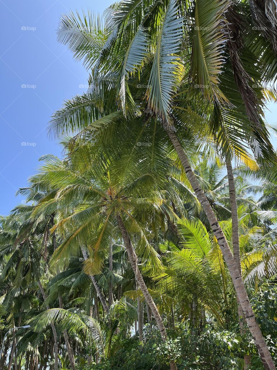Coconut tree, Maldives. The most common type of tree in the archipelago. 
