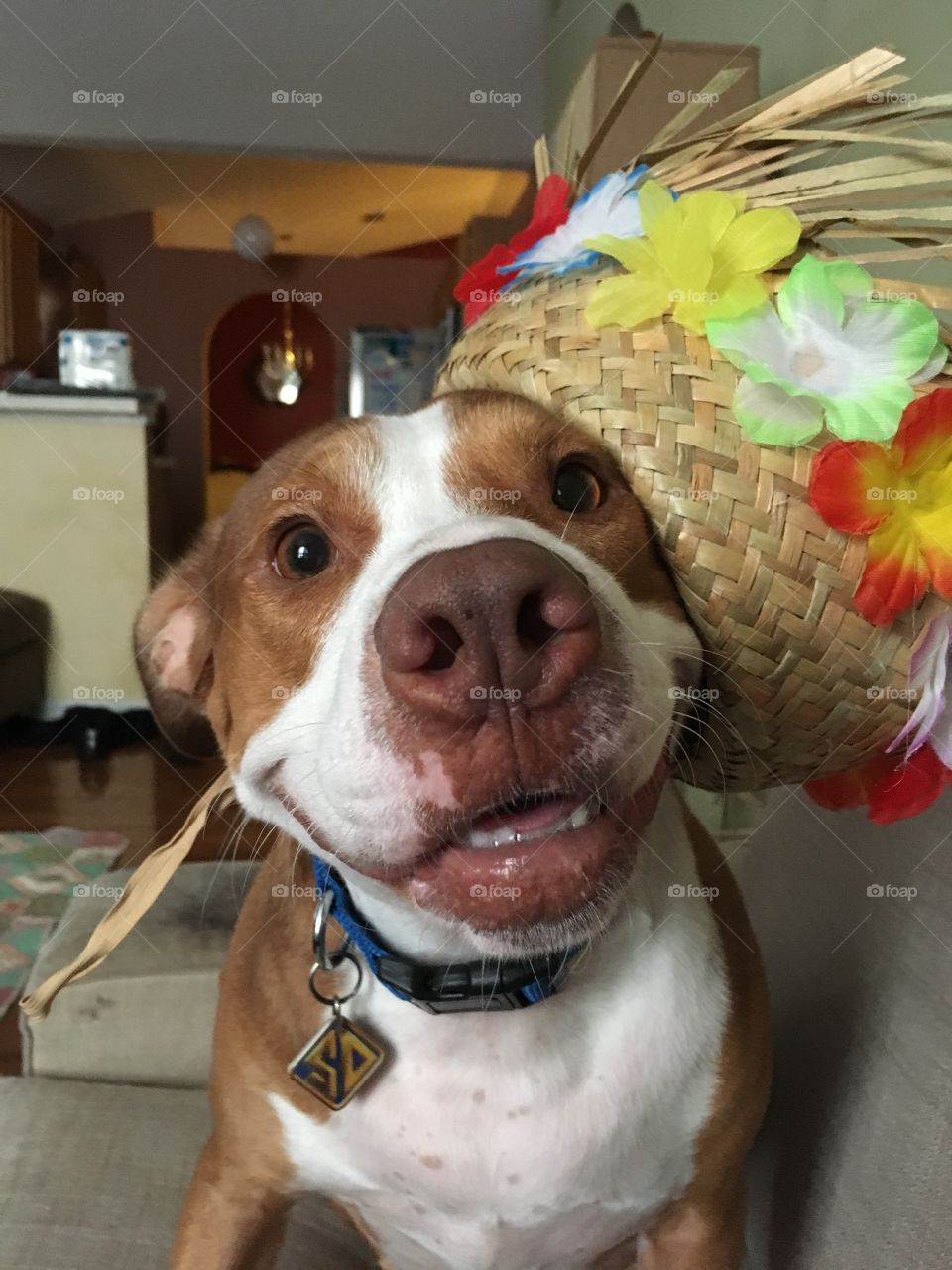 Cute pitbull wearing a Hawaiian hat