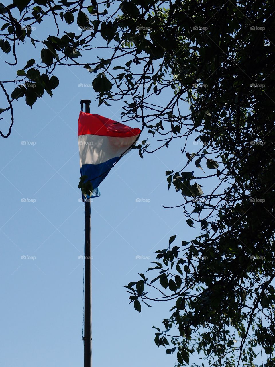 The Luxembourg flag moving with a nice summer breeze against a clear blue sky and framed by tree branches. 