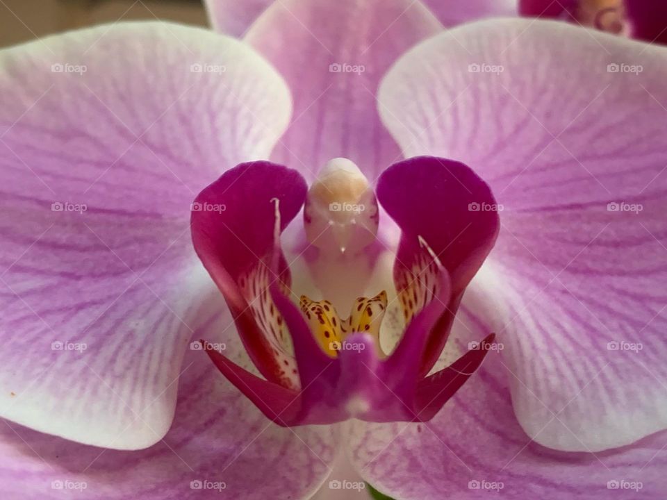 Orchids 
