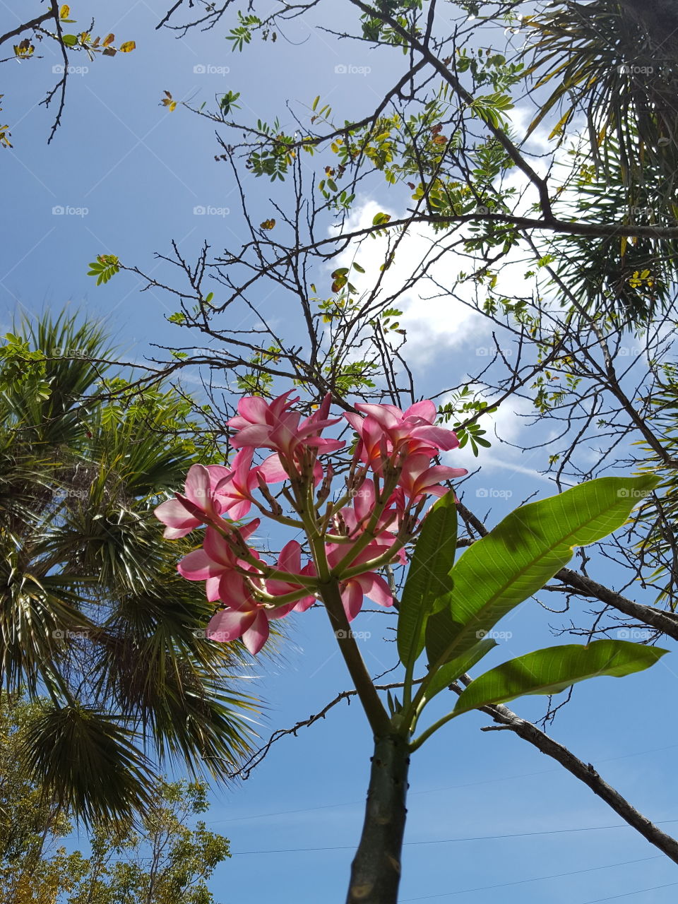 in South Florida you see all kind of flowers and here I am around in a perfect day and I see this beautiful flowers.