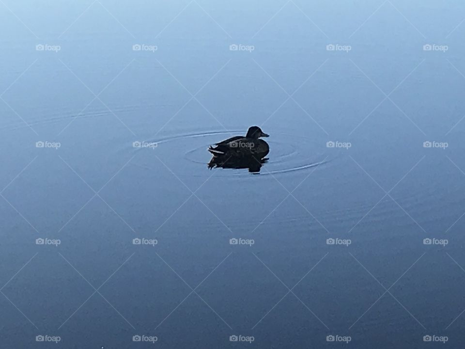 Duck in water