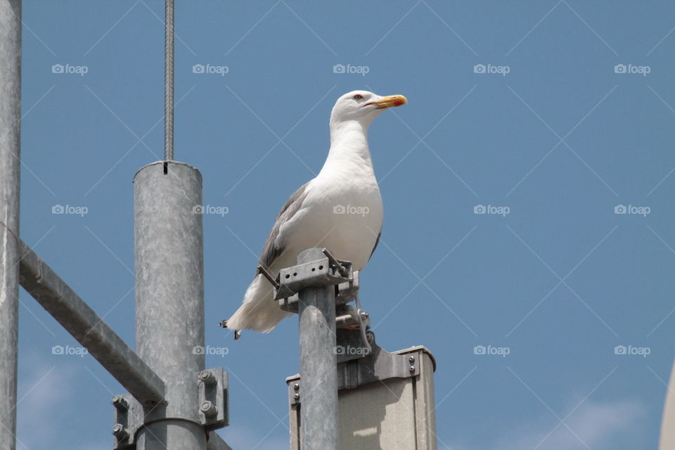 Low angle view of seagull